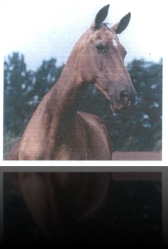 Melegul, 1978 Dagestan (Vatanchi–Moroshka 18) Elite, 8-8-6-7-4, 156-158-172-18.0 Germany